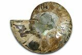 Cut & Polished Ammonite Fossil (Half) - Madagascar #364882-1
